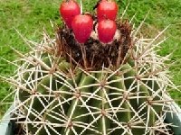 Melocactus curvispinus obtusipetalus aff. J.B.13 Garzón, Huila ©JB coll.JPG